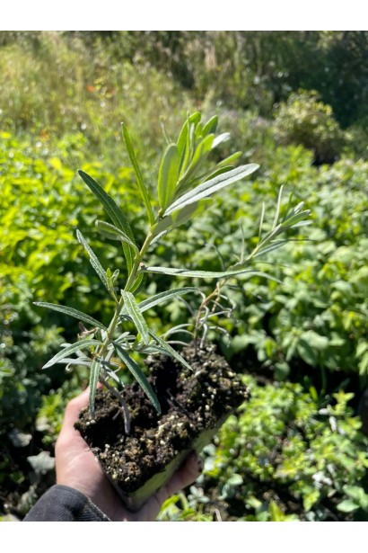 Обліпиха Лорд в контейнері Р9 